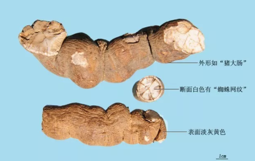 【中药科普】借你一双慧眼，让治病“良药”现真身