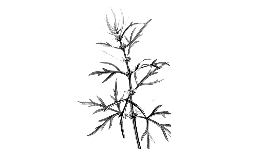 【中药故事】 “益母草”和程咬金有啥关系？