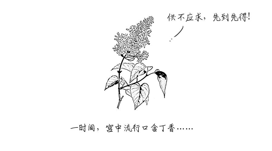 【中药故事】 惊！丁香居然可以治口臭？